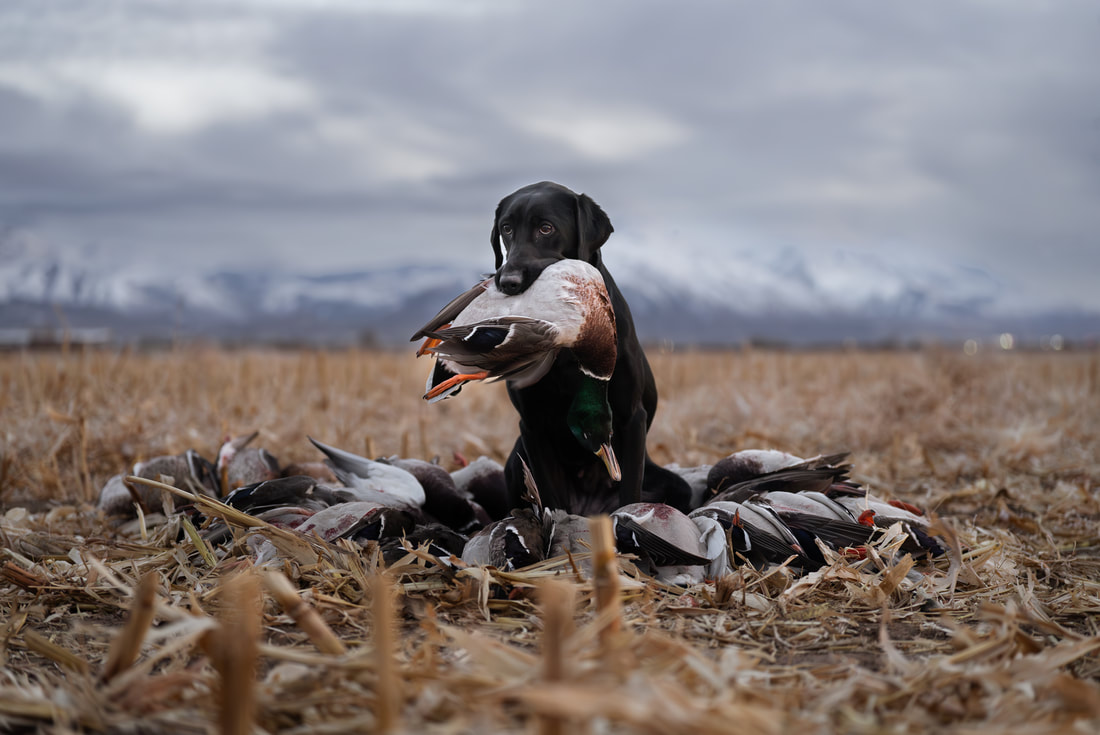 Black lab with mallards and mountains behind