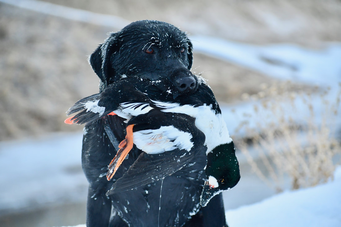 Black lab retrieving a duck in the snow