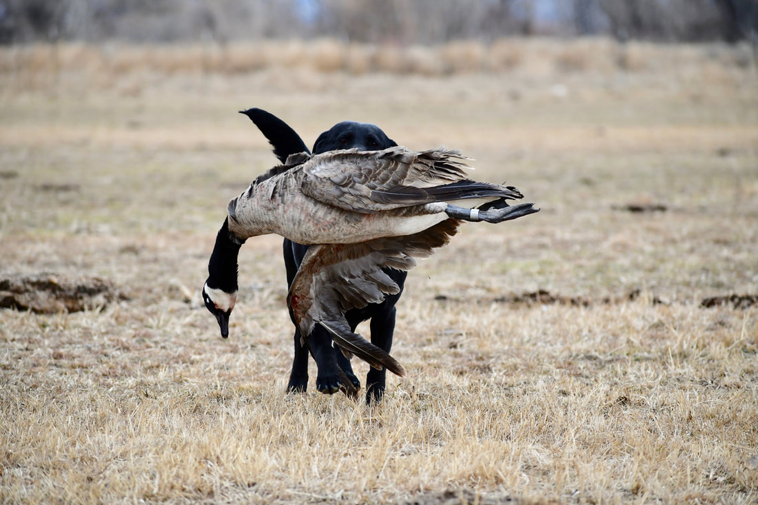 Black lab retrieving a Canada goose