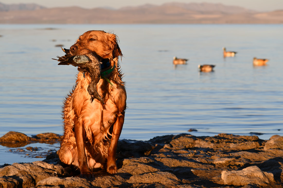 Golden retriever on the rocks with a duck