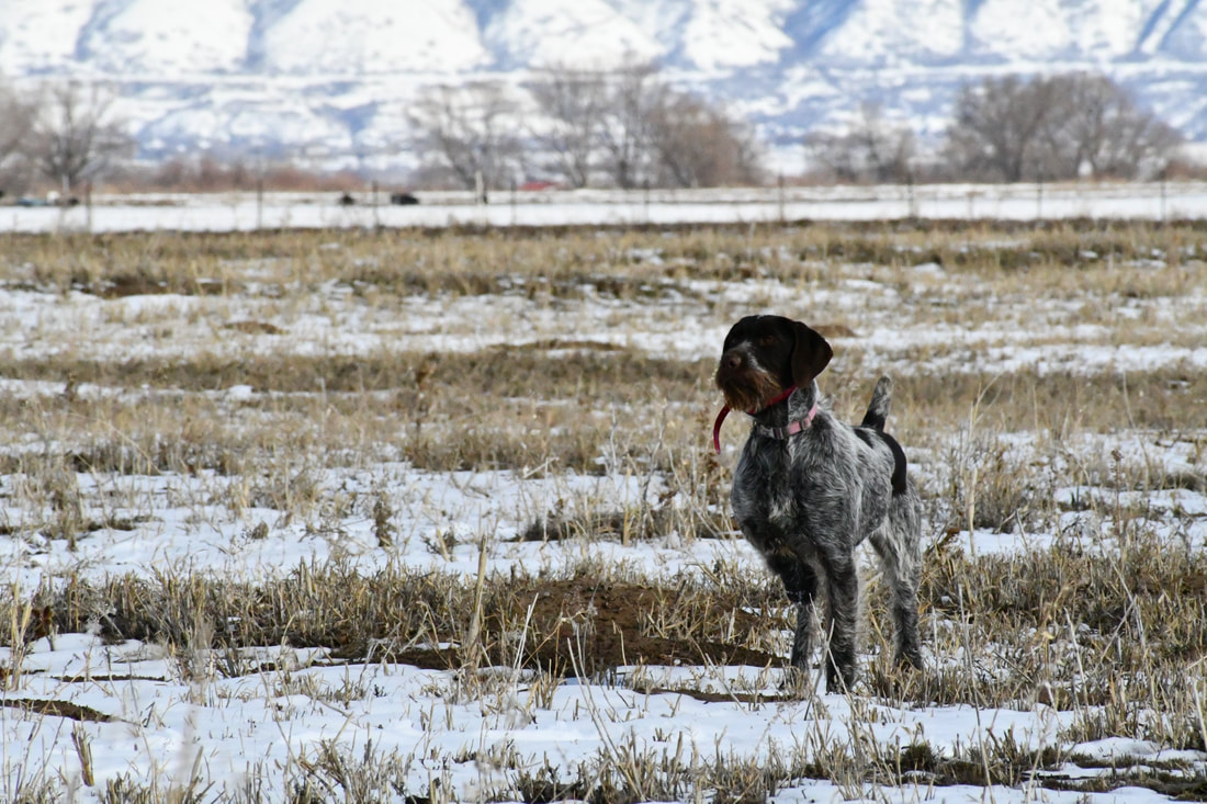 Wirehaired pointer in a snowy Utah field