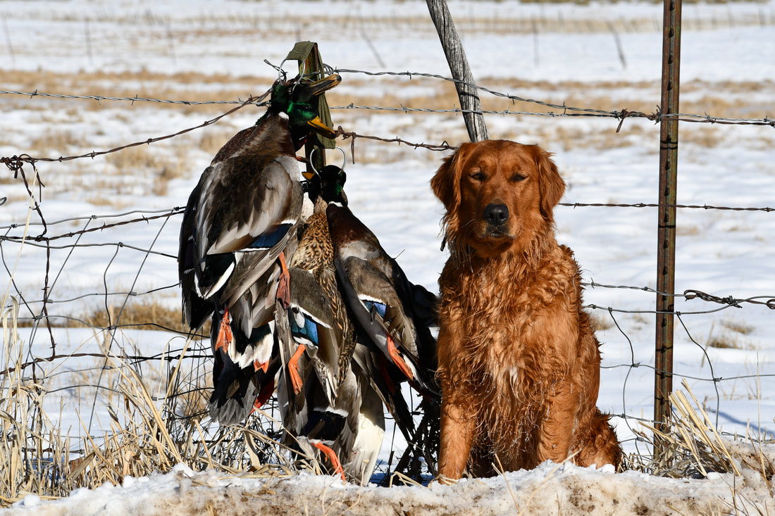 Golden retriever by a winter fence with mallards