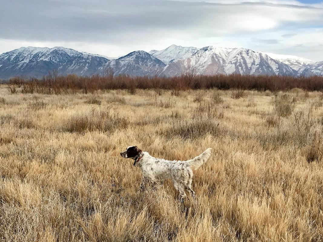 English setter in a Utah field with snow-capped mountains