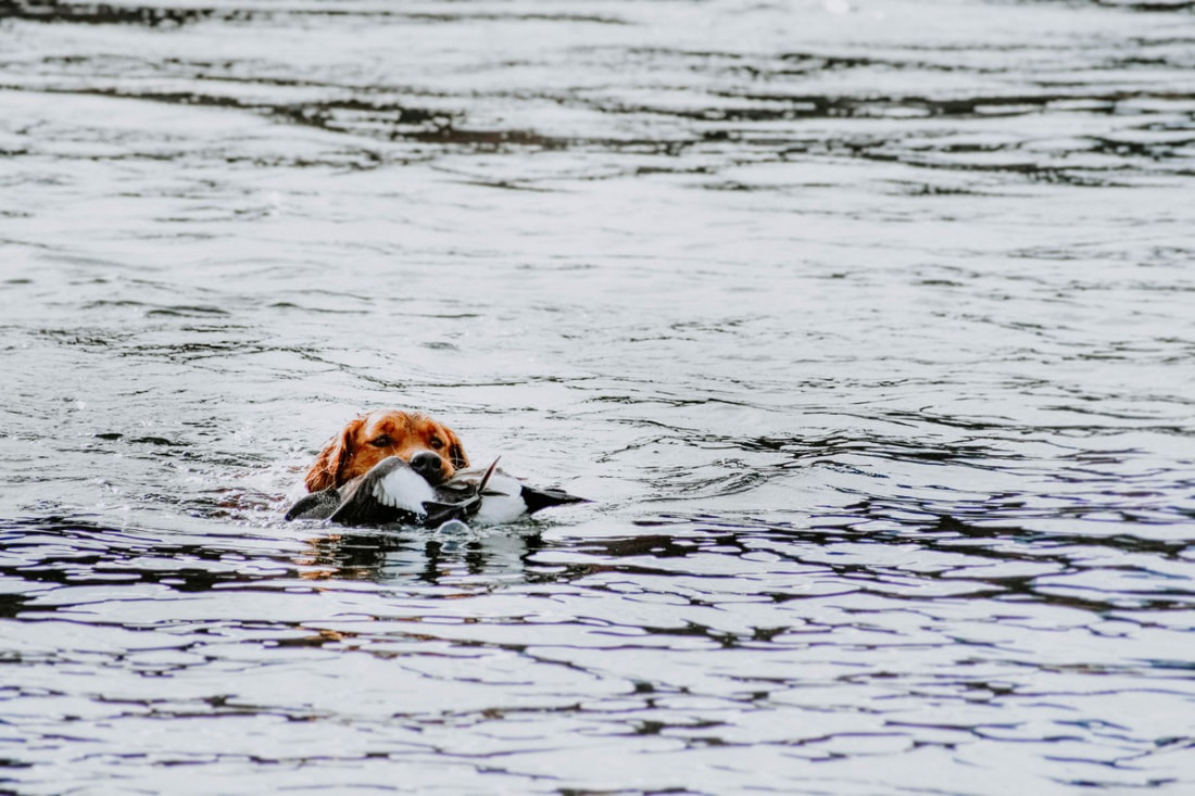 Golden retriever swimming with a duck