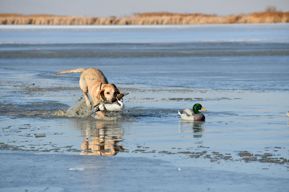 Yellow lab retrieving a pintail through thin ice