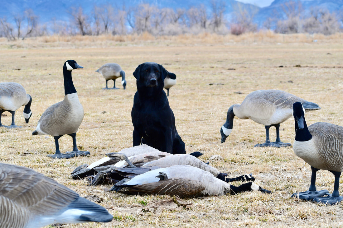 Black lab steady among goose decoys