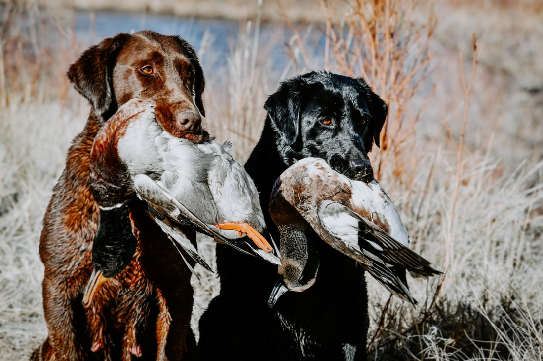 Chocolate and black labs each holding a mallard