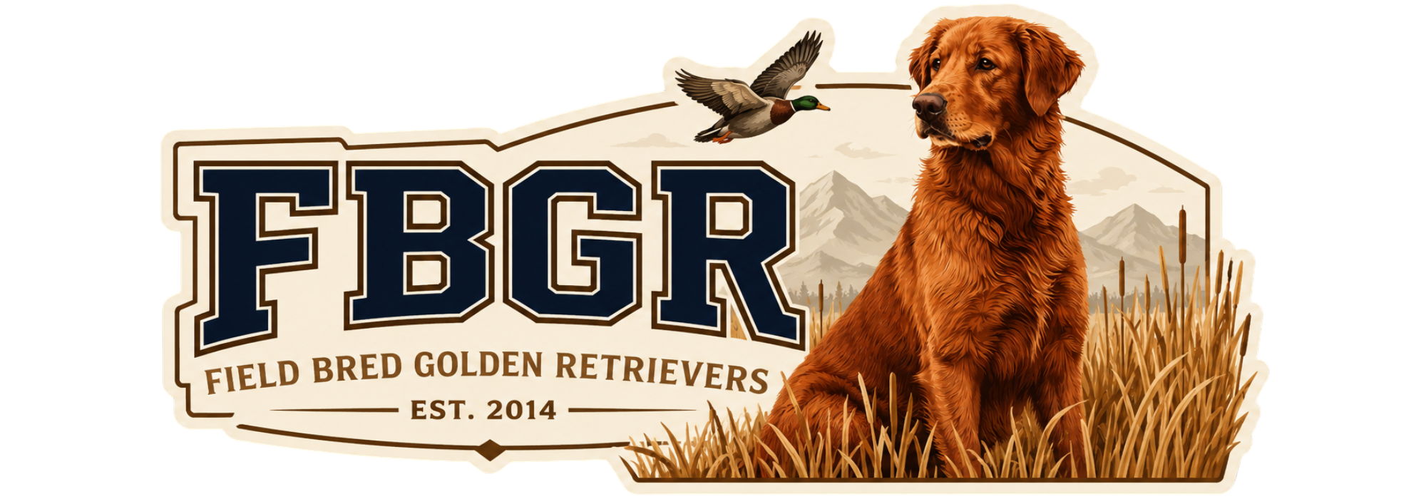 Field Bred Golden Retrievers