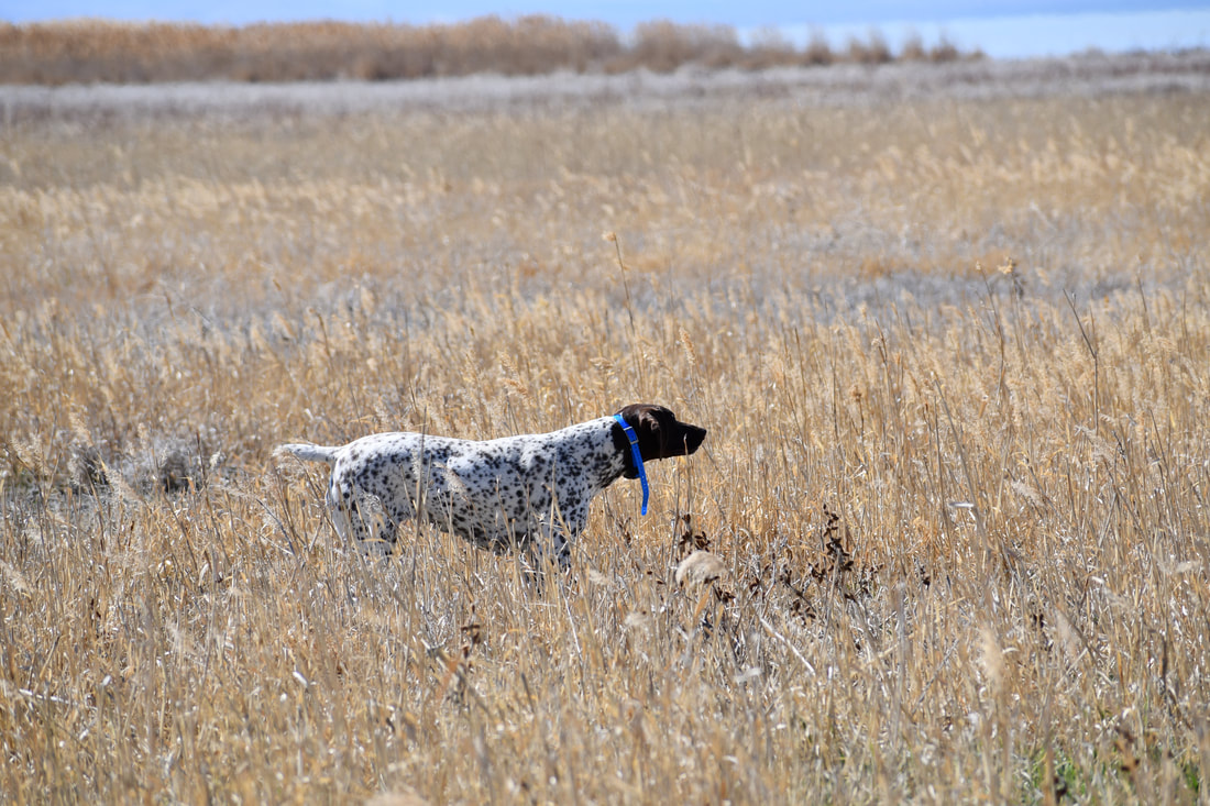 German Shorthaired Pointer on point in tall grass