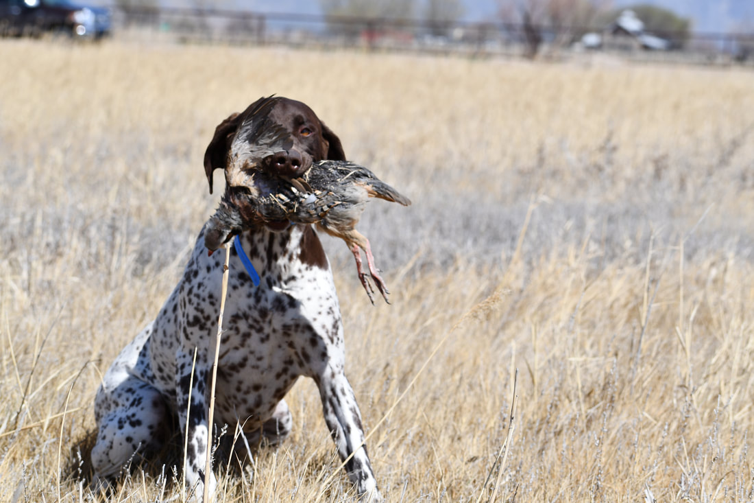 Pointer delivering a bird