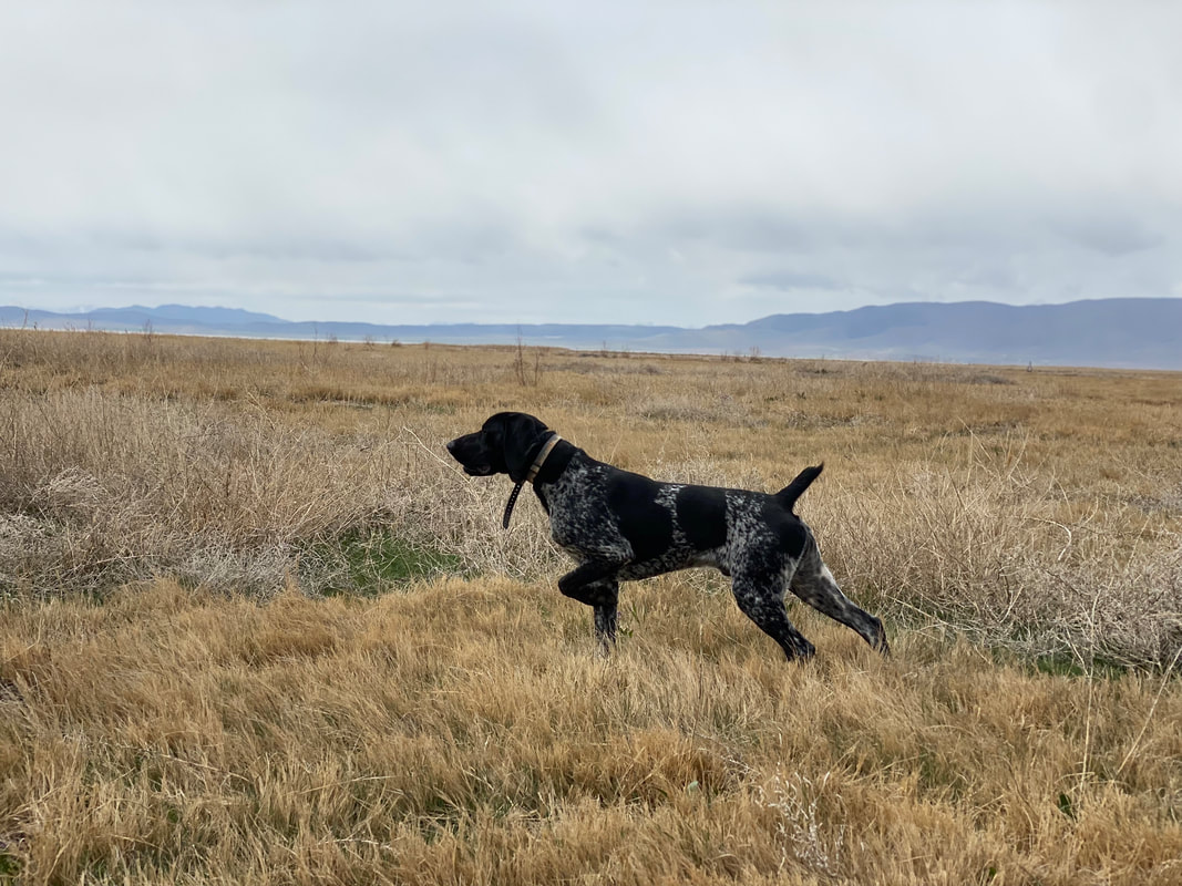 Pointer on point in an open field with mountains beyond