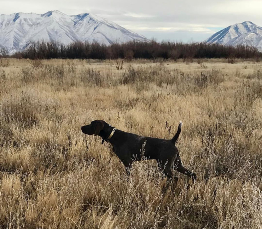 Pointer on point in a Utah field with snow-capped mountains