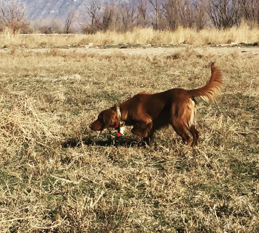 Irish Setter on point in a winter field