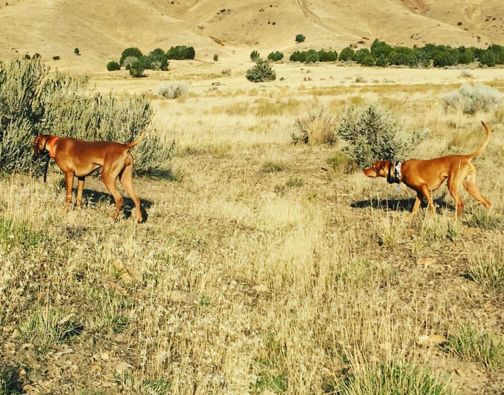 Two Vizslas on point in sagebrush