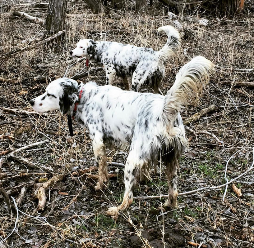 English setters on point in cover