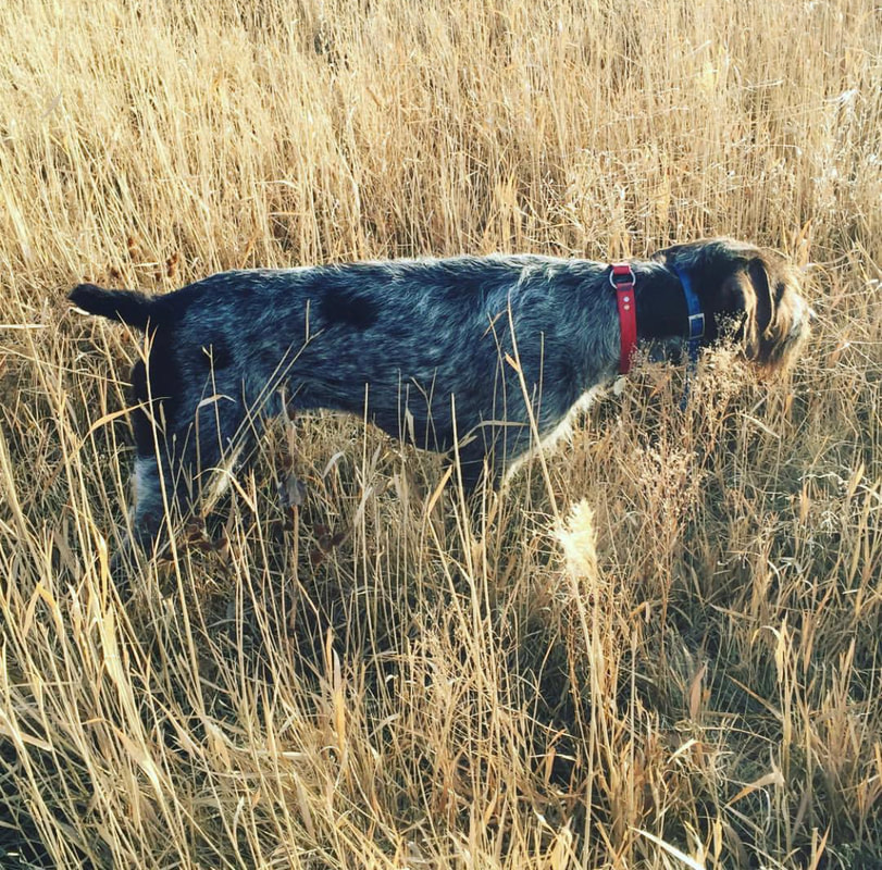Wirehaired pointer on point