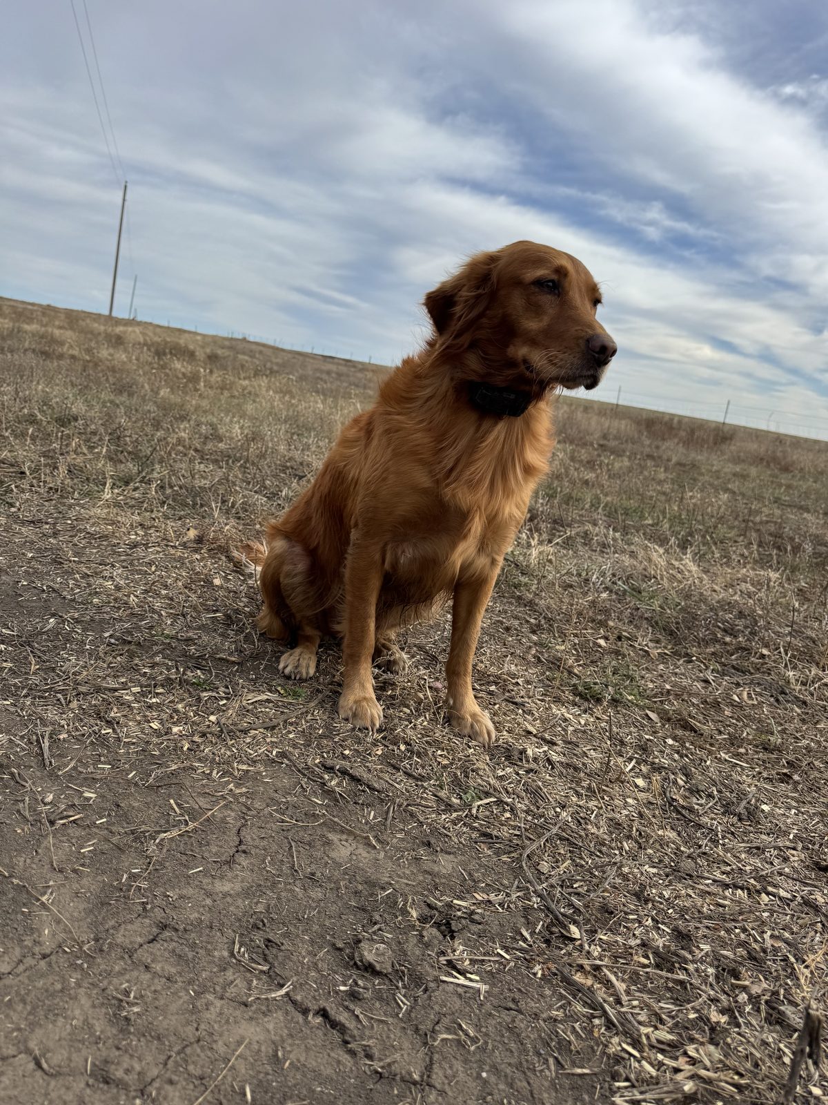 Golden retriever sitting off-leash in an open field during obedience work