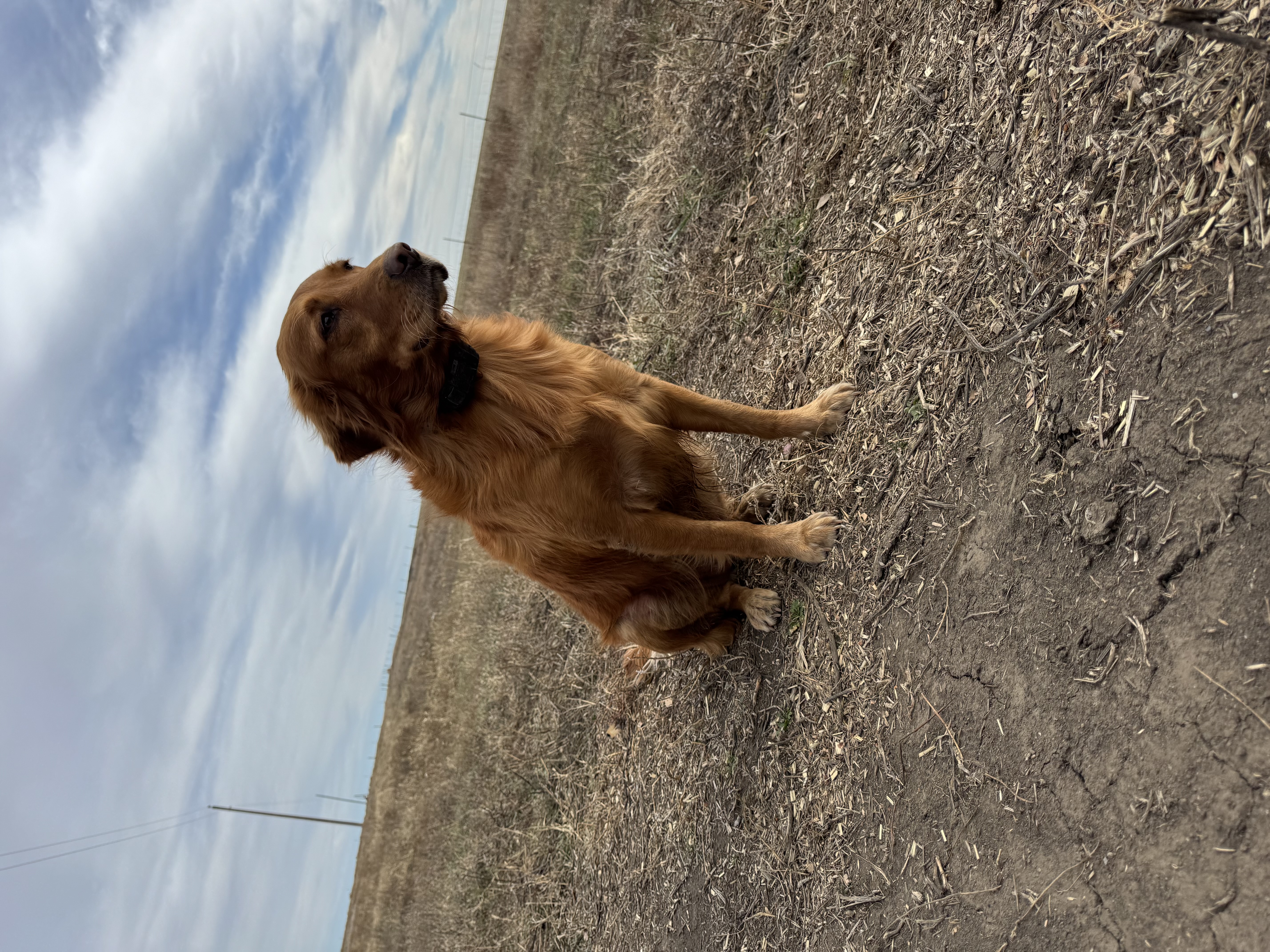 Golden retriever sitting off-leash in an open field during obedience work