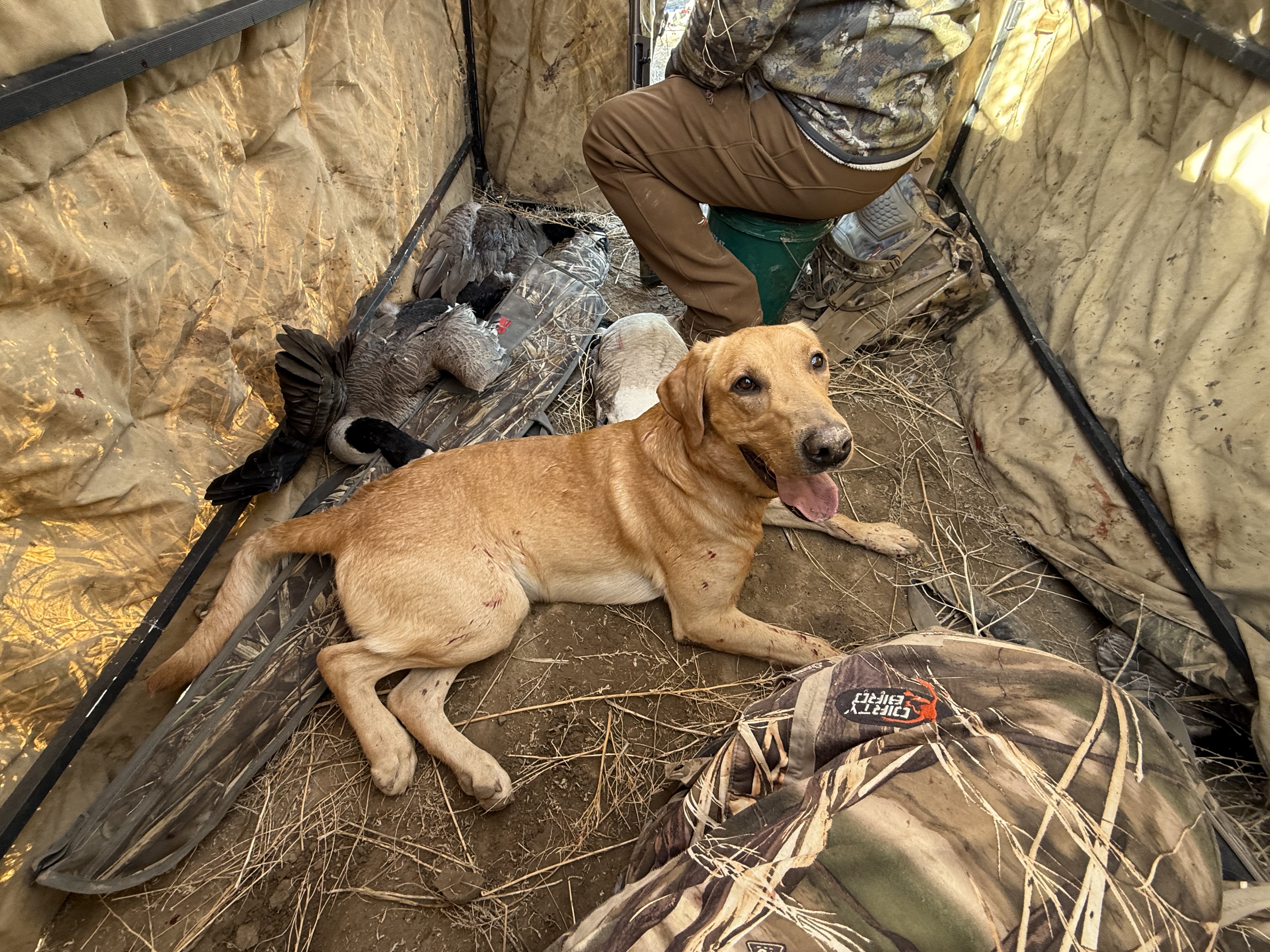 Yellow lab in a blind after a goose hunt