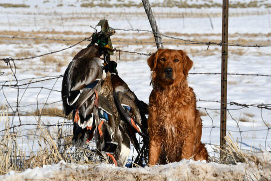 Golden retriever sitting steady after a waterfowl hunt