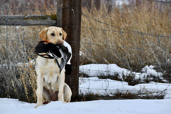 Yellow lab sitting after a retrieve