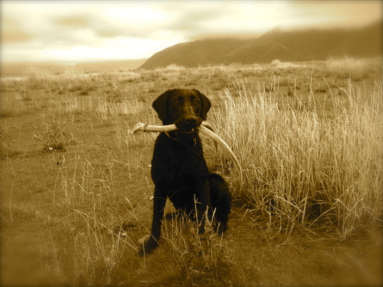 Black lab sitting with a shed antler