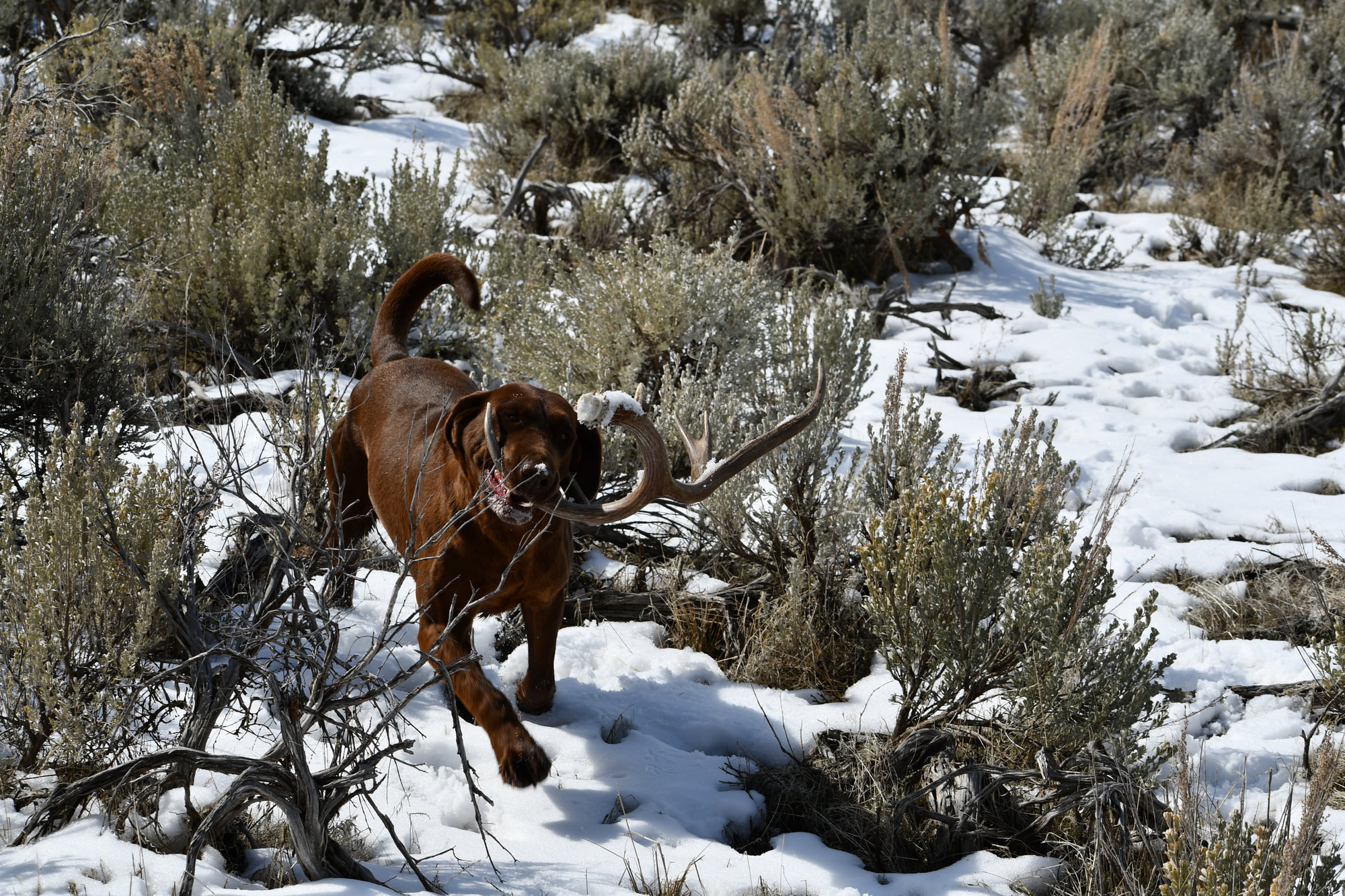 Chocolate lab retrieving a shed antler in the snow